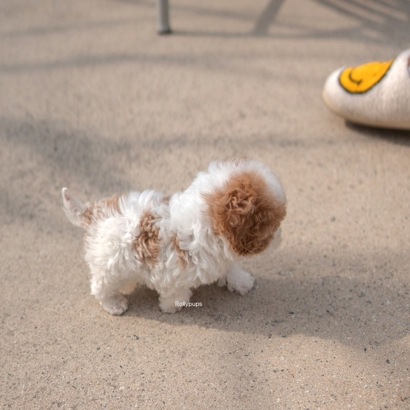 Thumbnail: GINGER (CAVAPOO)