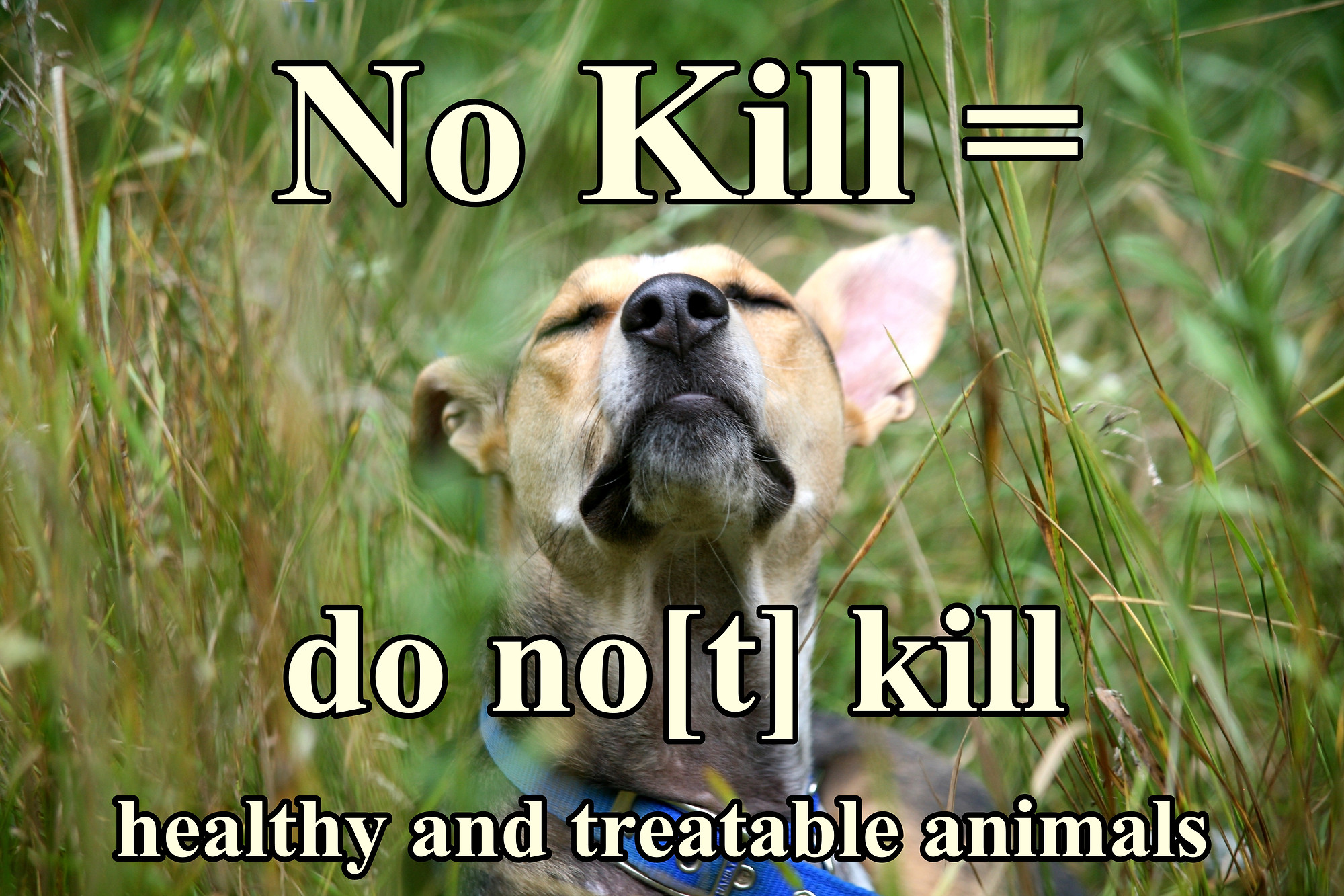 Why We Use The Phrase No Kill Information and translations of euthanasia, animal in the most comprehensive dictionary definitions resource on the web. why we use the phrase no kill