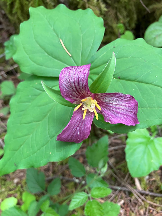 trillium.jpg