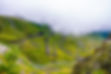 nature-4389957.jpg