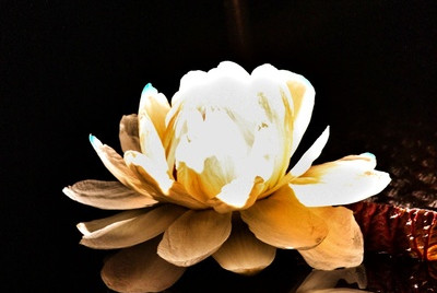 Moonlight WaterLily