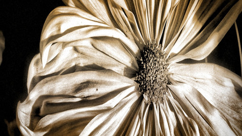 Chrysanthemum