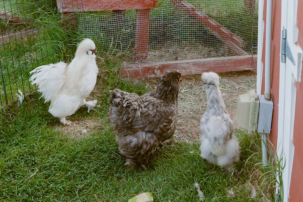 Collar vs. Harness: What’s Best for Your Pet?