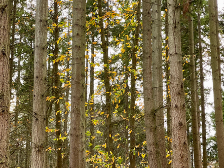 What does it mean to live a Spirit lead life? & A Ritual for listening to Spirit & bringing in the New Year: