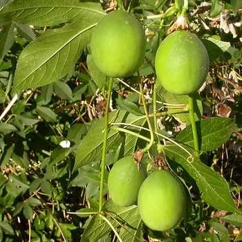 Maracujá