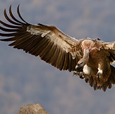 Vulture