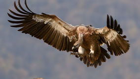 International Vulture Day