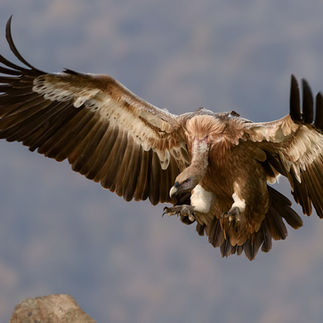 Griffon Vulture in flight over the Negev desert cliffs Israel.