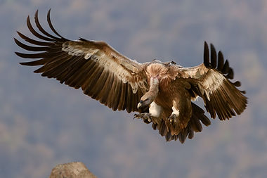 Vulture