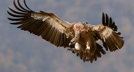 vulture