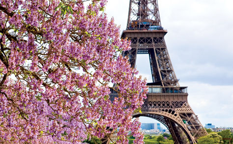 Eiffel Tower and a cheery blossom