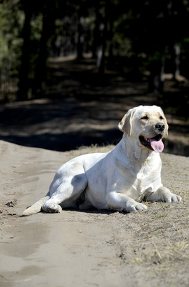 Lab'SPb Shakira For Starneos