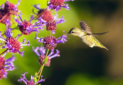 Anna’s Hummingbird on Cleveland Sage_Photo credit Tim Walker
