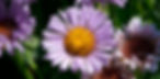 _DSC4254flower_edited_edited.jpg