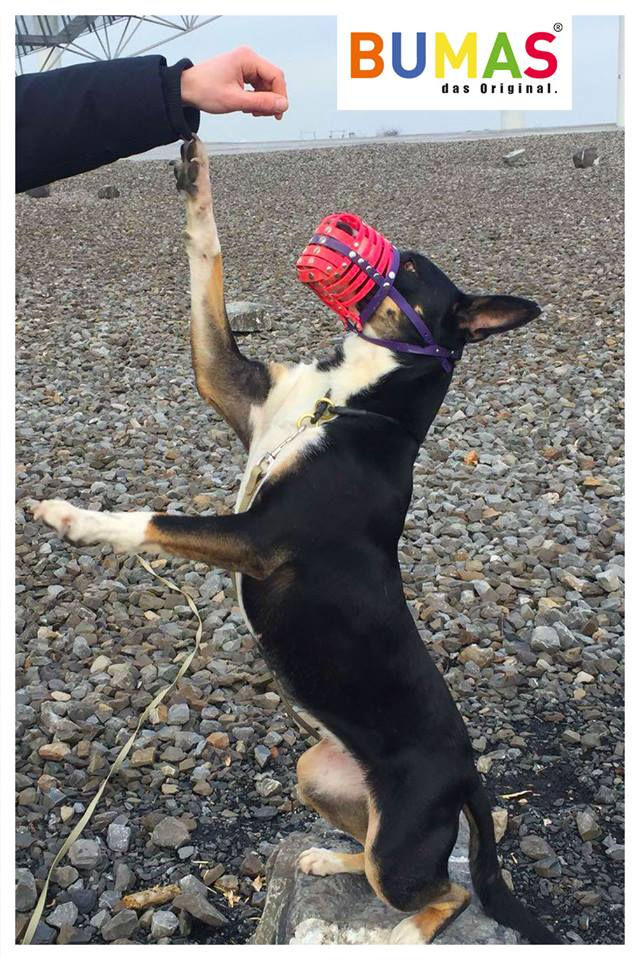 Canine Muzzle that Fits Well can Keep The Pet in the Best Mood!