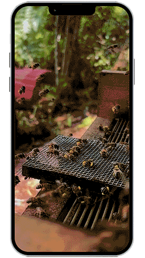 Aluna-Bridge_Iphone_Reel.gif