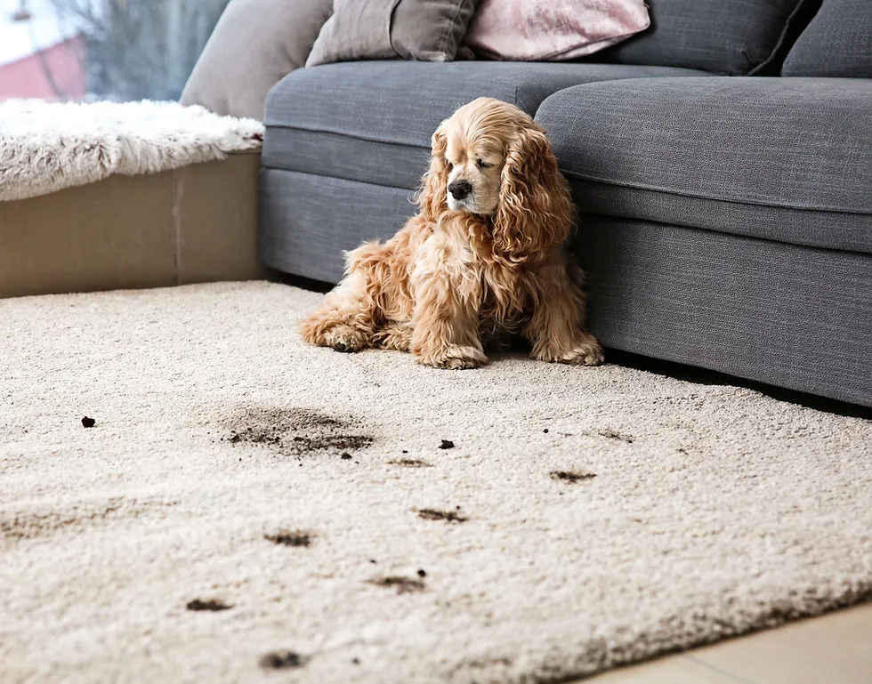 Cute dog with dirty paws on a carpet