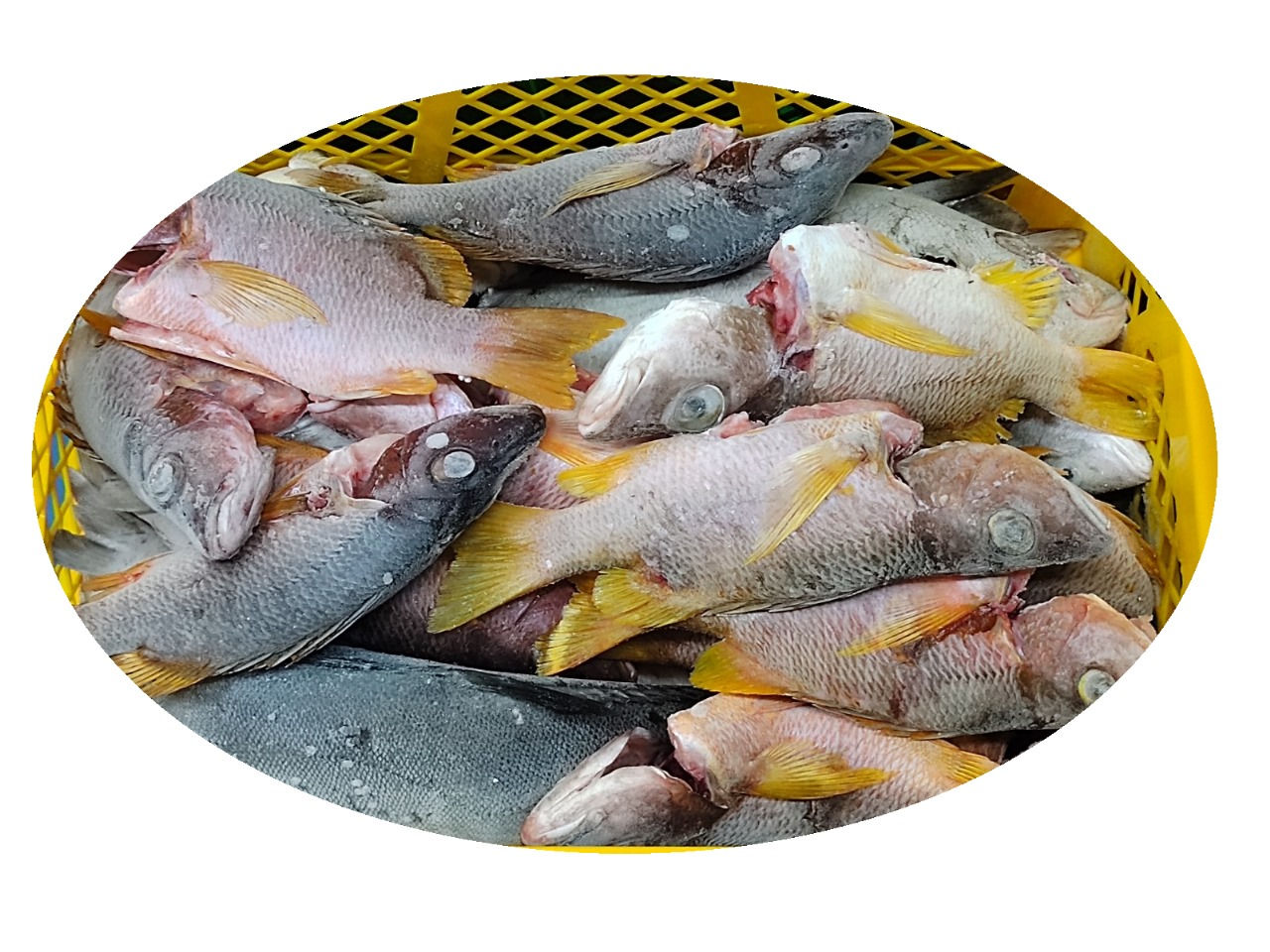 Ocean Yellow tail - Lb