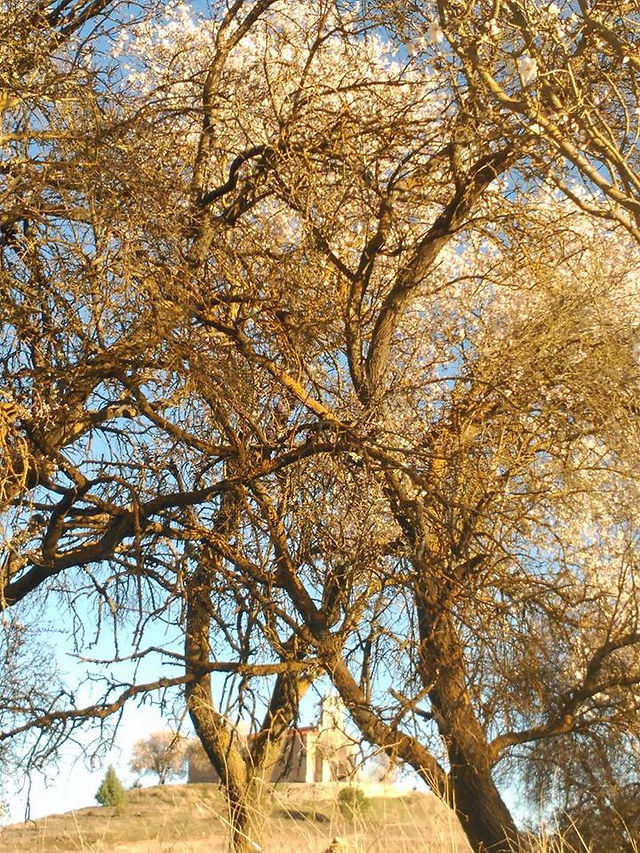 almendros miel con gusto de valdavia spring