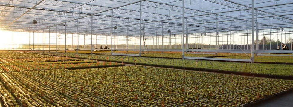Van der Avoird Trayplant.jpeg