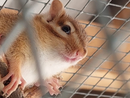 Streifenhörnchen haben sich gut eingelebt