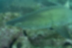 A sand tiger shark (Carcharius taurus), cruising along. Image credit to Paddy Burke.