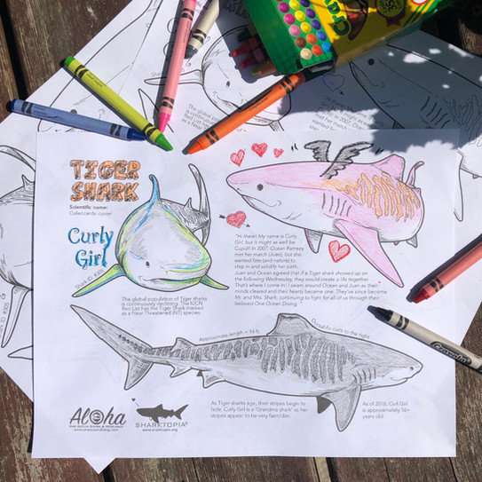 Downloads Sharktopia