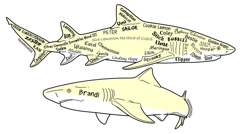 Two lemon shark illustrations with the names of adopted lemon sharks on the graphic