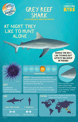 GreyReefShark-InfographicPoster.png