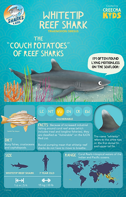 WhitetipReefShark-InfographicPoster.png