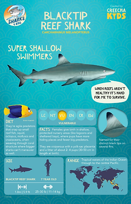 BlacktipReefShark-InfographicPoster.png