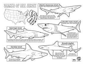 SharksOfNewJersey-ColoringActivity-S4K.png