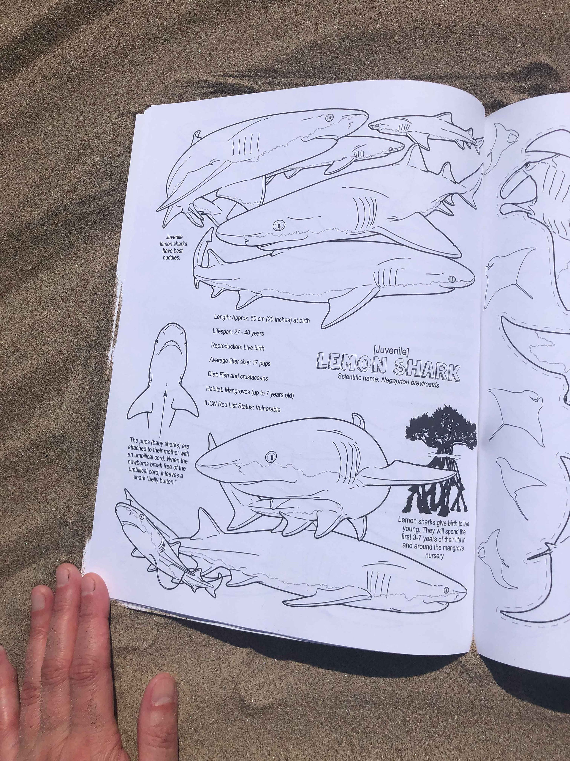 Lemon shark coloring page within coloring and activity book