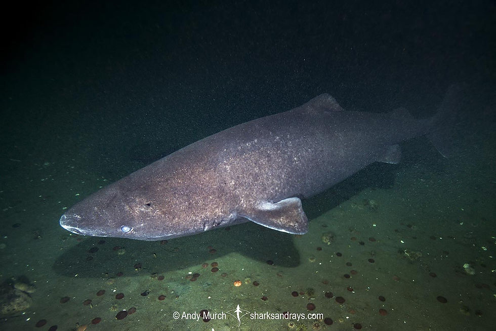 Greenland shark