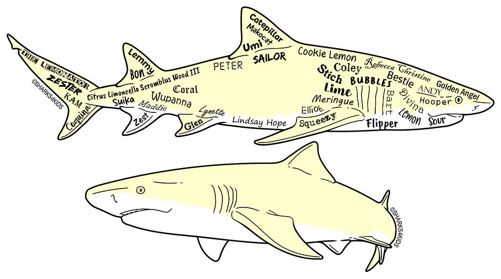 Lemon shark illustrations showing adopted shark names