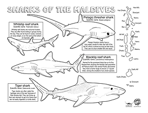 SharksOfTheMaldives-ColoringActivity-S4K.png