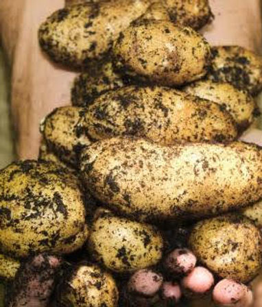 Potatoes