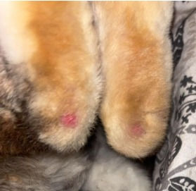 Kanin tassunpohjatulehdus eli pododermatiitti