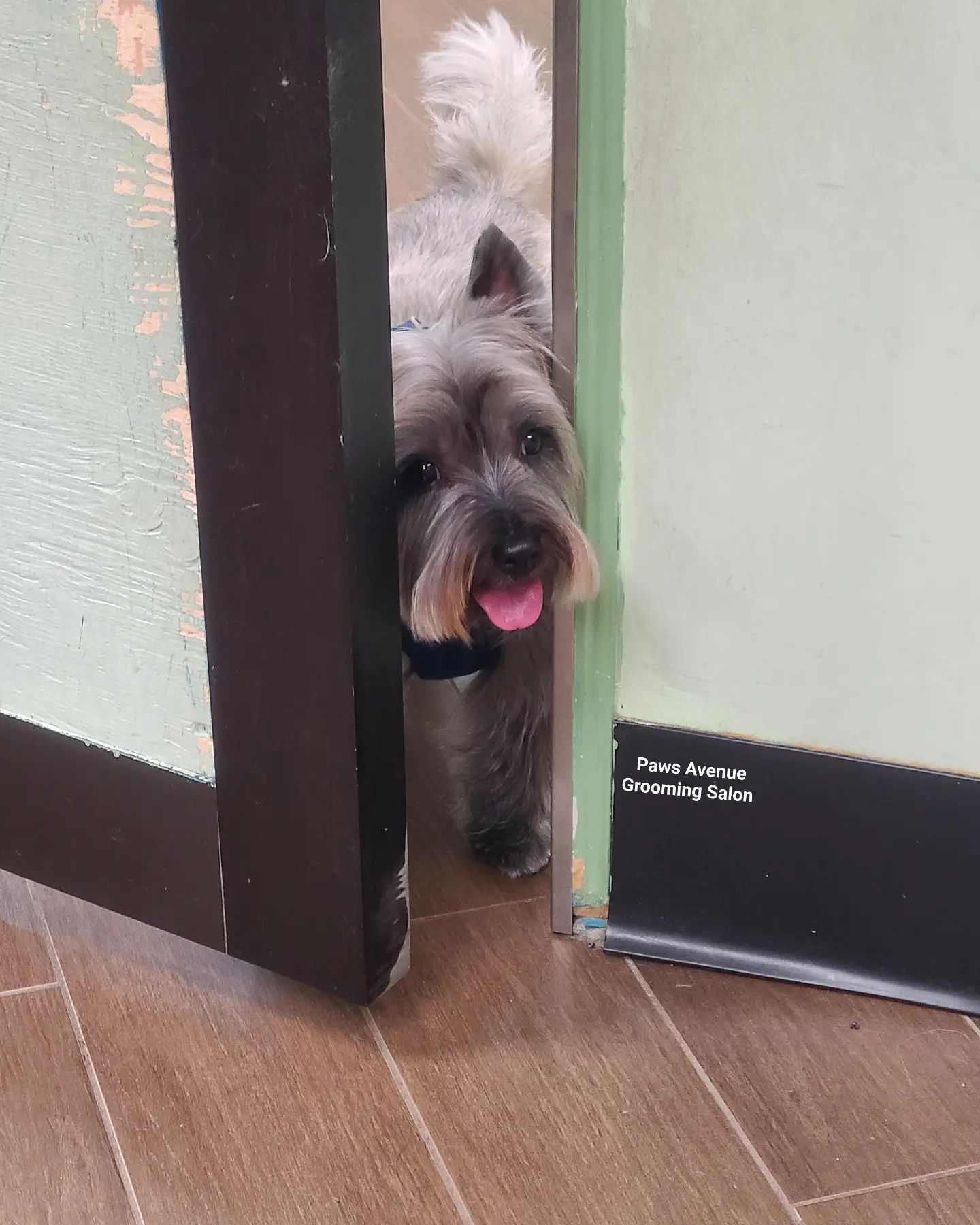 Best pet grooming in Mississauga