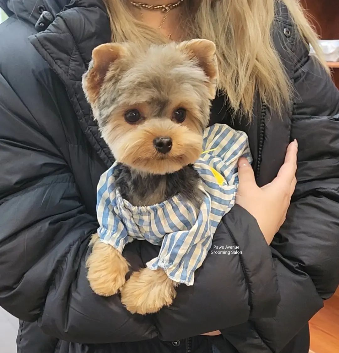 Best pet grooming in Mississauga