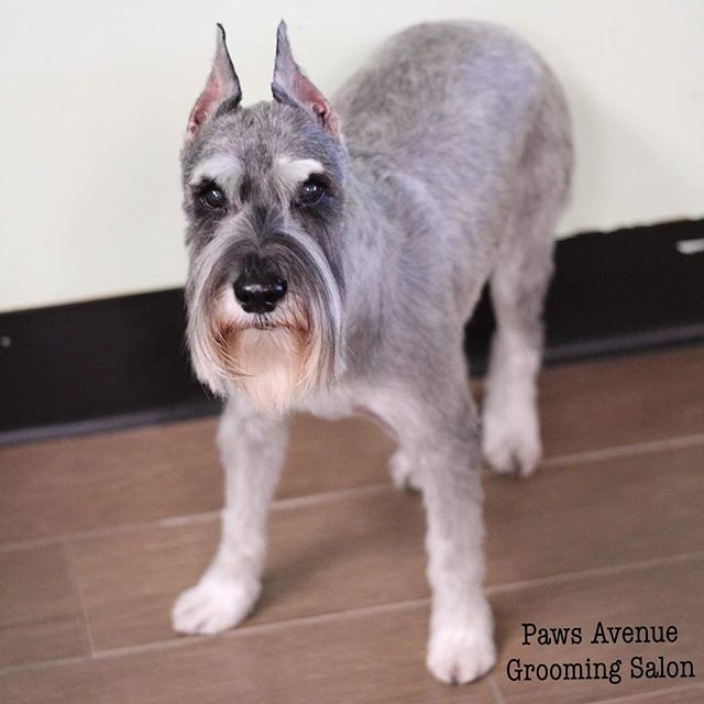 Best pet grooming in Mississauga