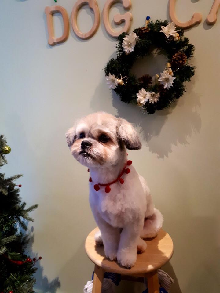 Best pet grooming in Mississauga