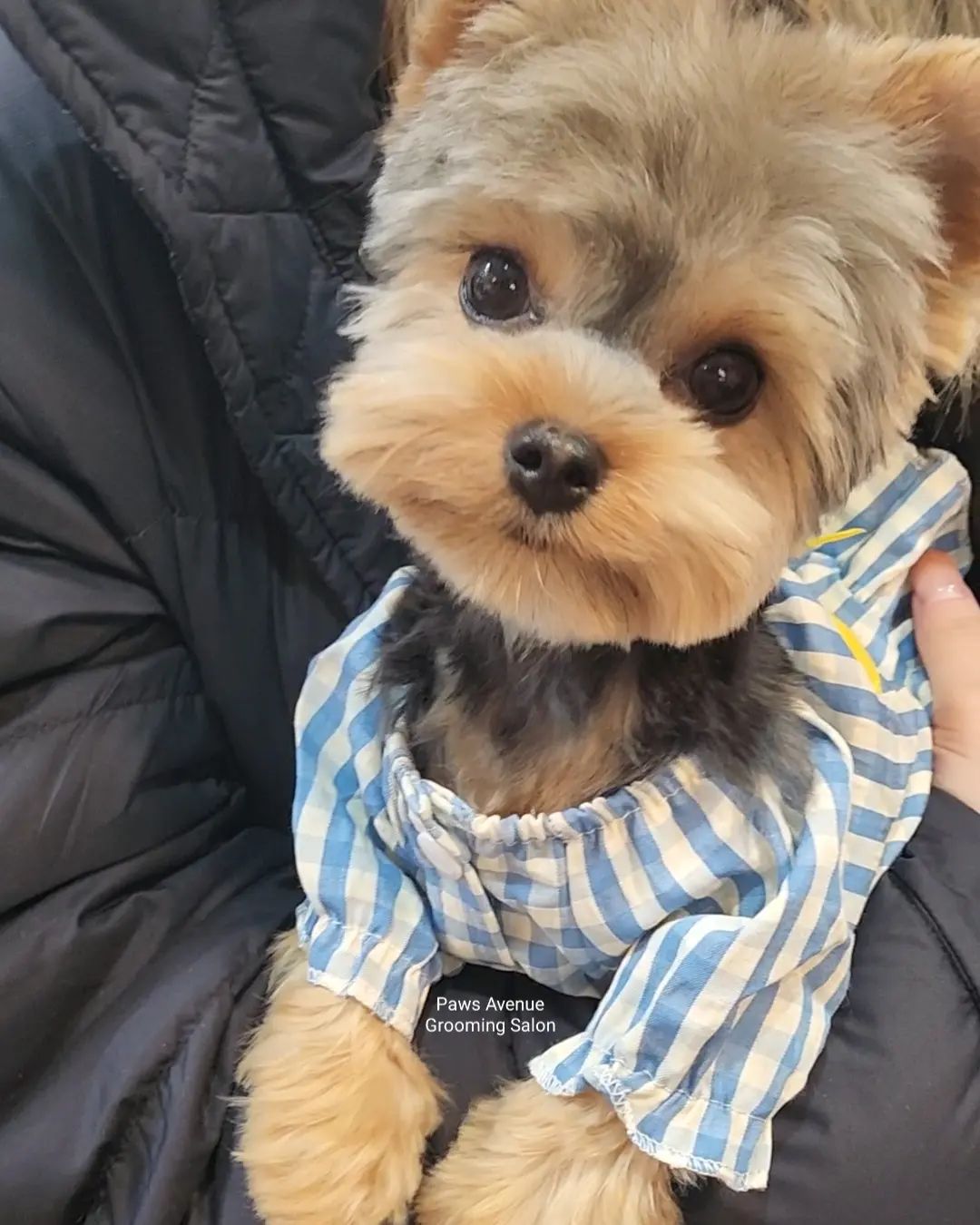 Best pet grooming in Mississauga