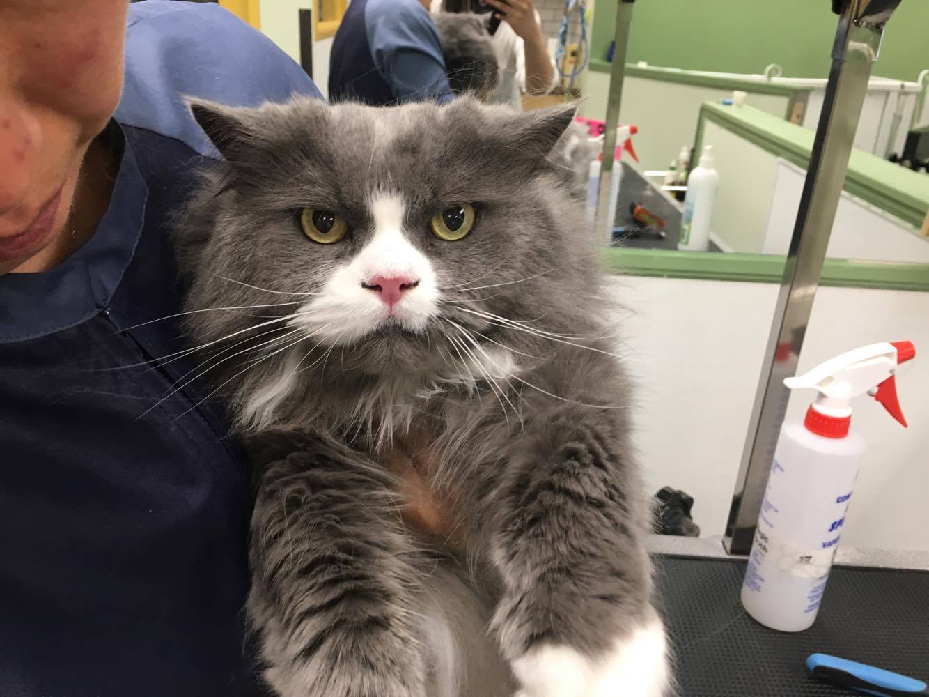 Best pet grooming in Mississauga