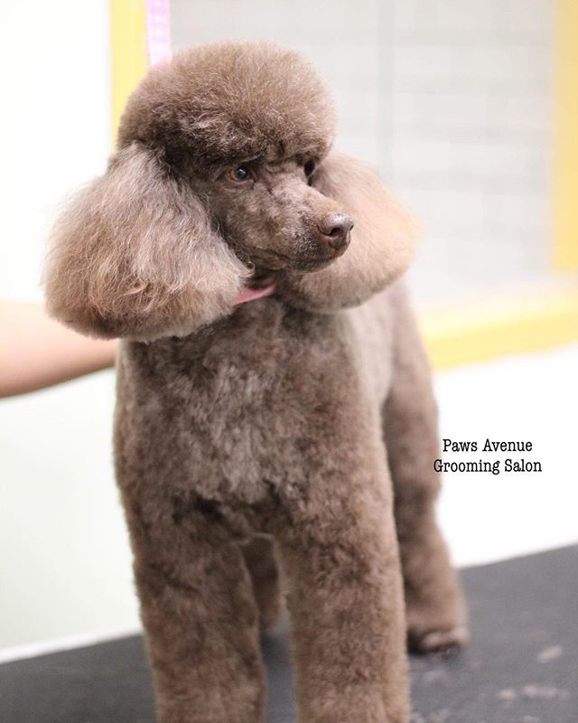 Best pet grooming in Mississauga