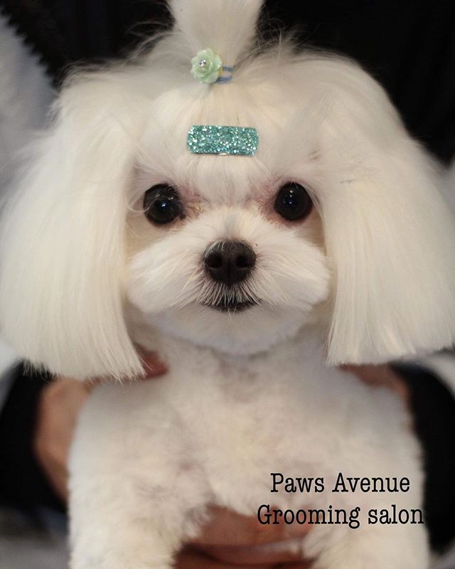 Best pet grooming in Mississauga