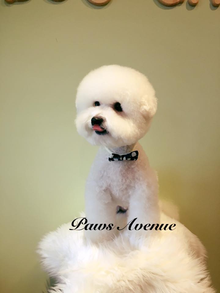 Best pet grooming in Mississauga