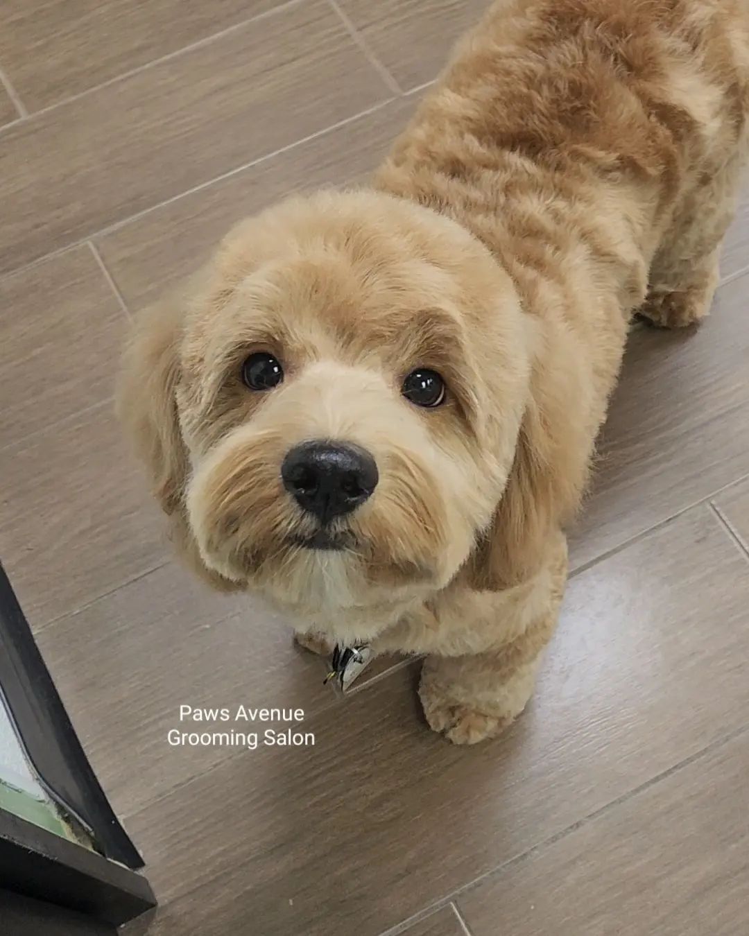 Best pet grooming in Mississauga