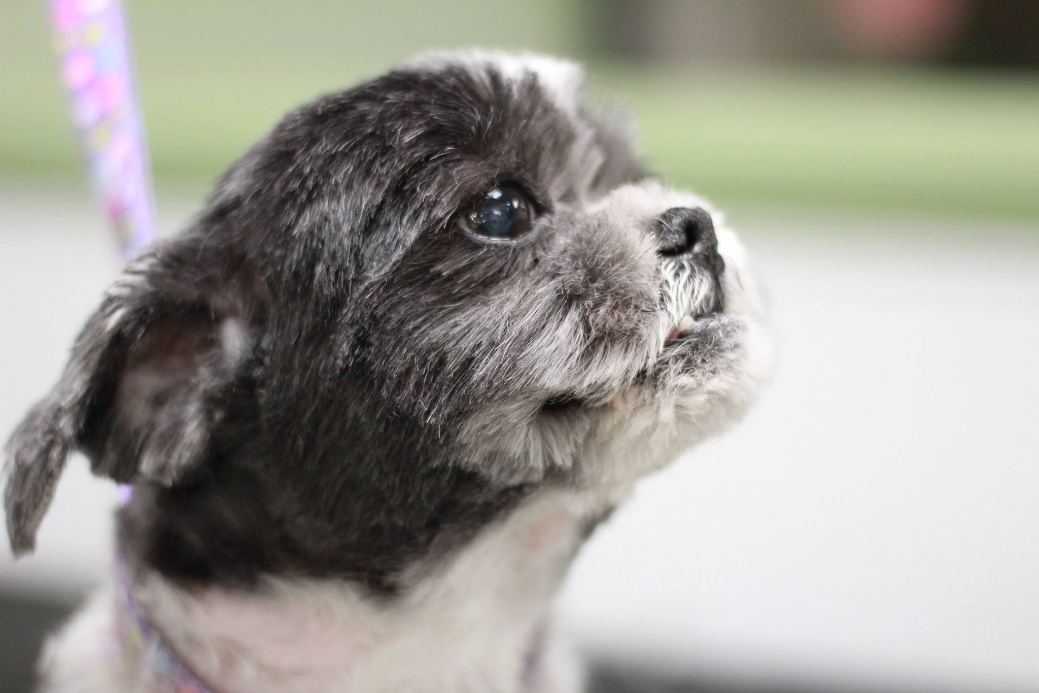 Best pet grooming in Mississauga