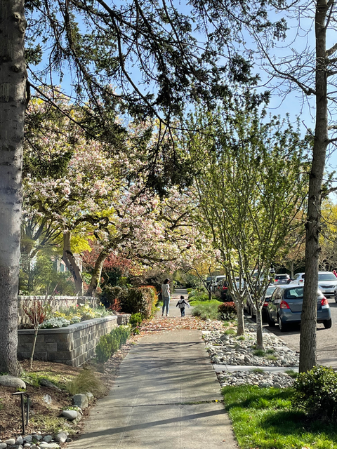 Neighborhood spring bloom